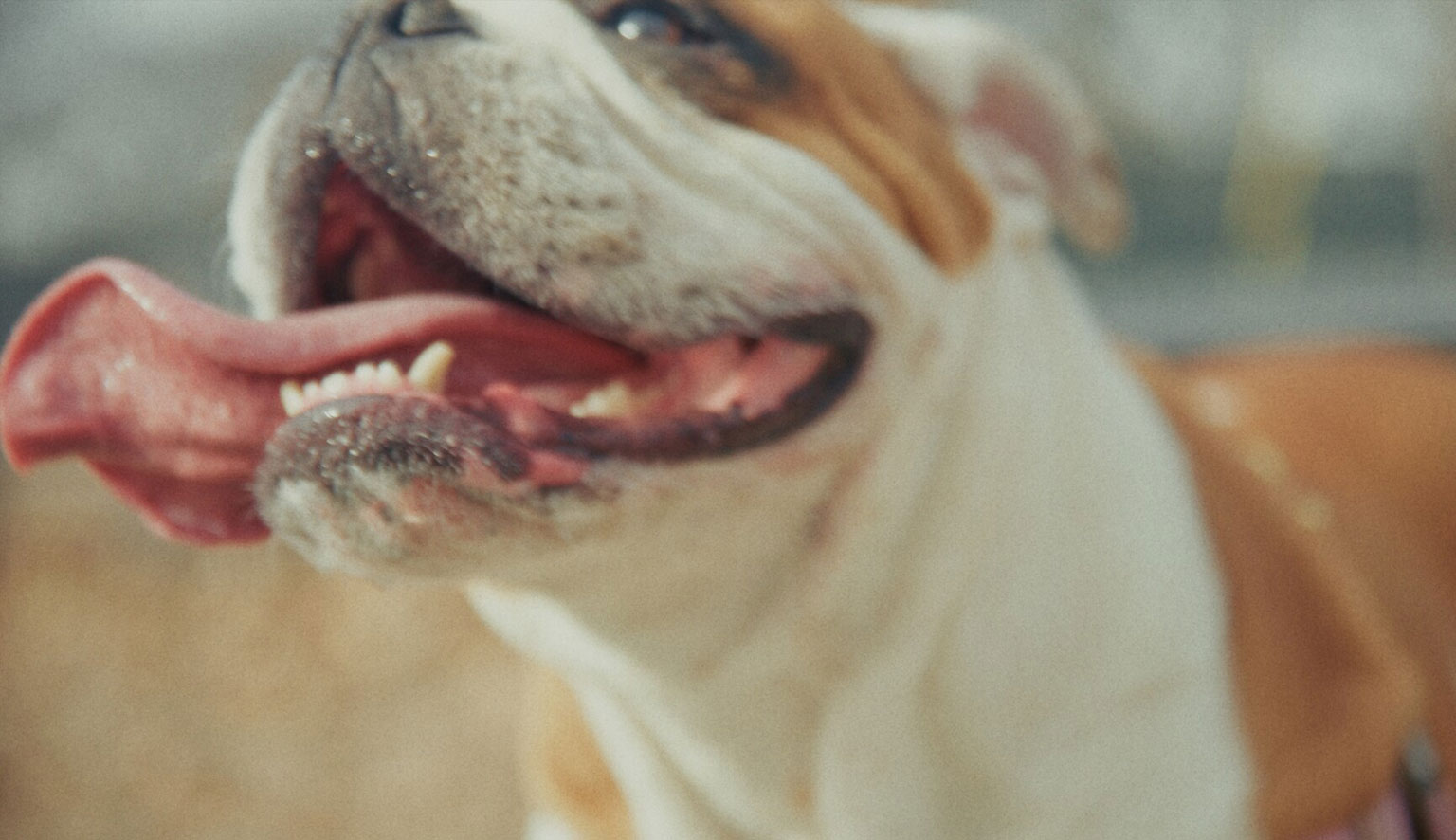 The Dog King of the Upper East Side